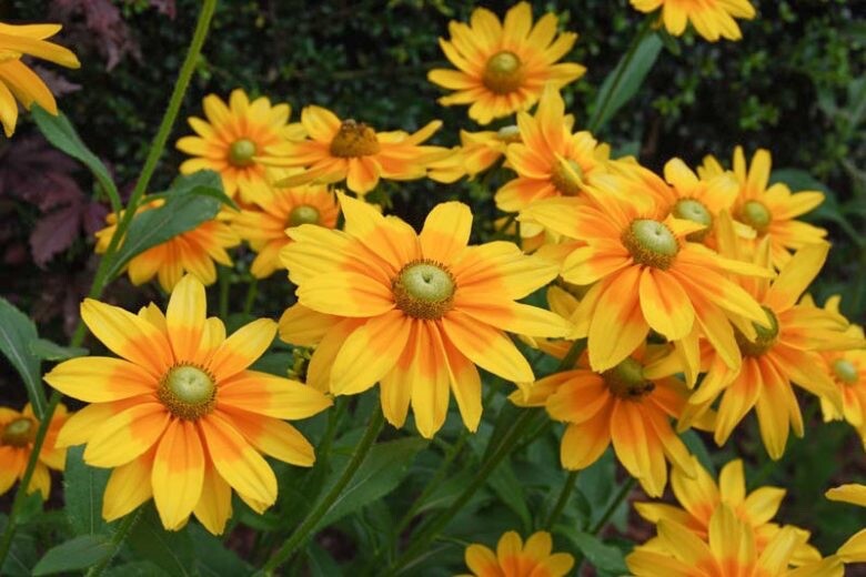Irish Eyes Rudbeckia Seeds 30 fresh for 2025 (Green Eye Susan)