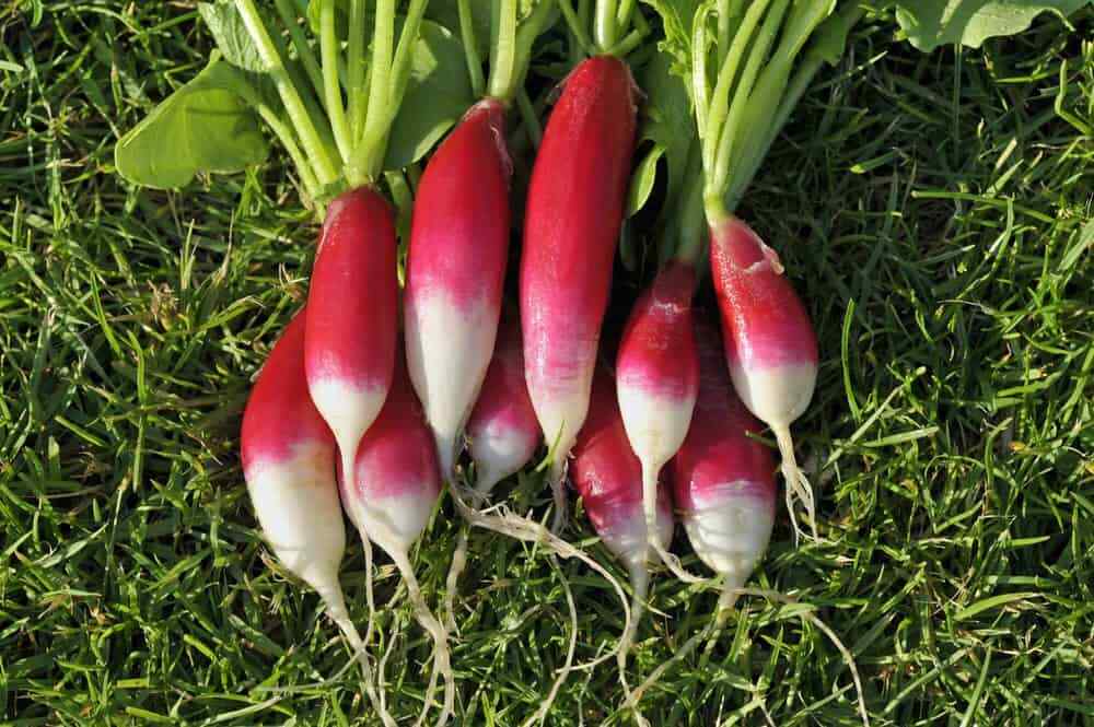 100 FRENCH BREAKFAST RADISH SEEDS NON-GMO FRESH GARDEN HARVEST