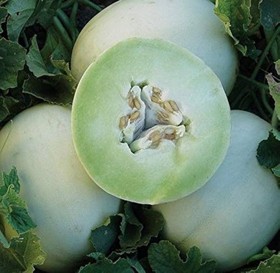 25 Fresh Premium Green Flesh HoneyDew | NON-GMO | Melon Seeds-B 32