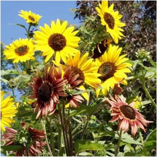 Autumn Beauty Sunflower Seeds For Planting (Helianthus annuus)