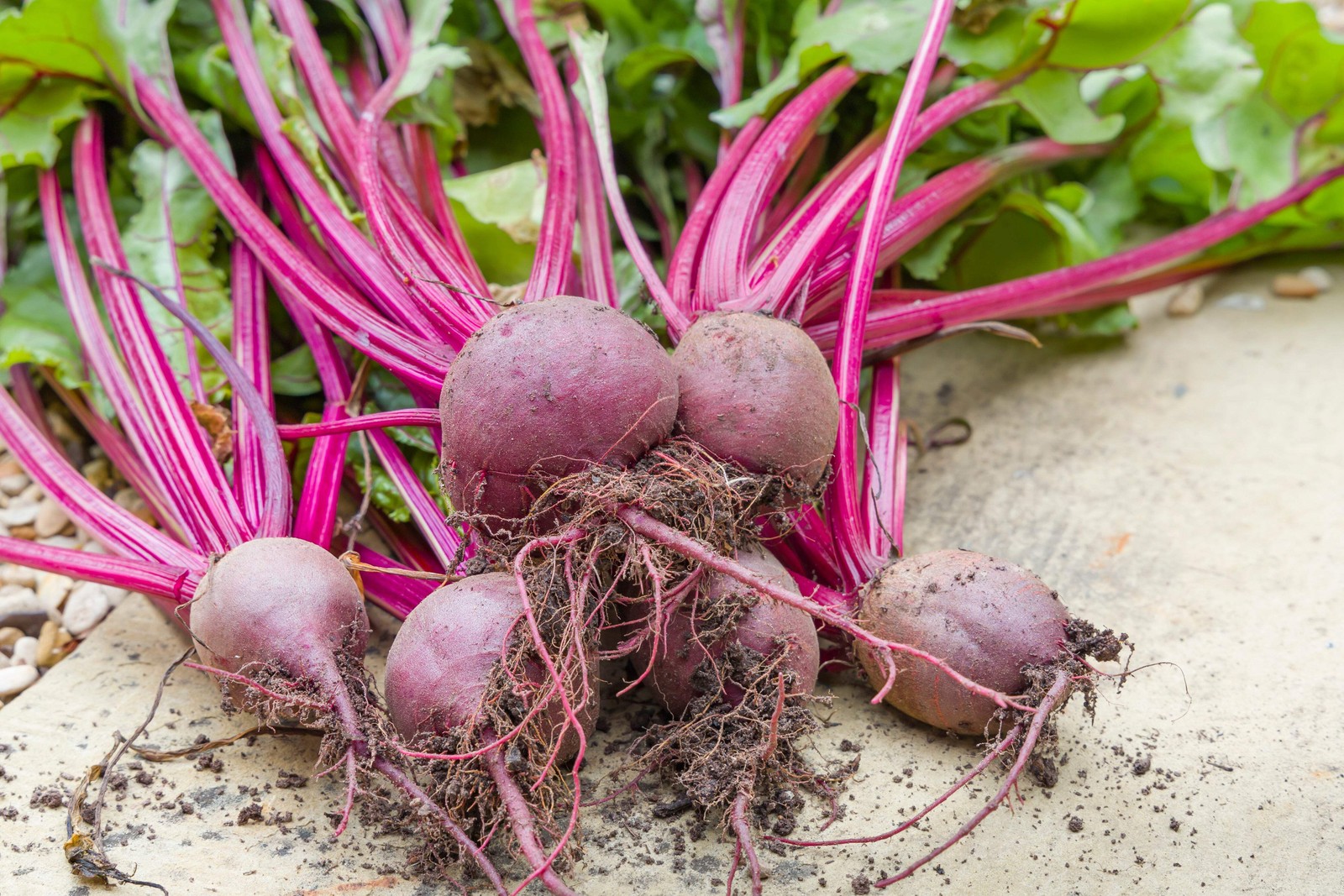 250 PIATTA D’EGITTO BEET Italian Heirloom Beta Vulgaris Cicla Vegetable Seeds