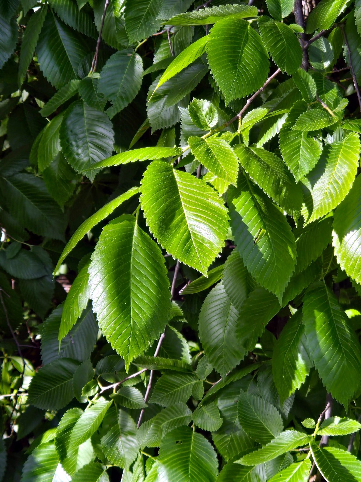American White Elm Tree Seeds (Ulmus americana) Fast Growing Shade Tree, Hardy-2