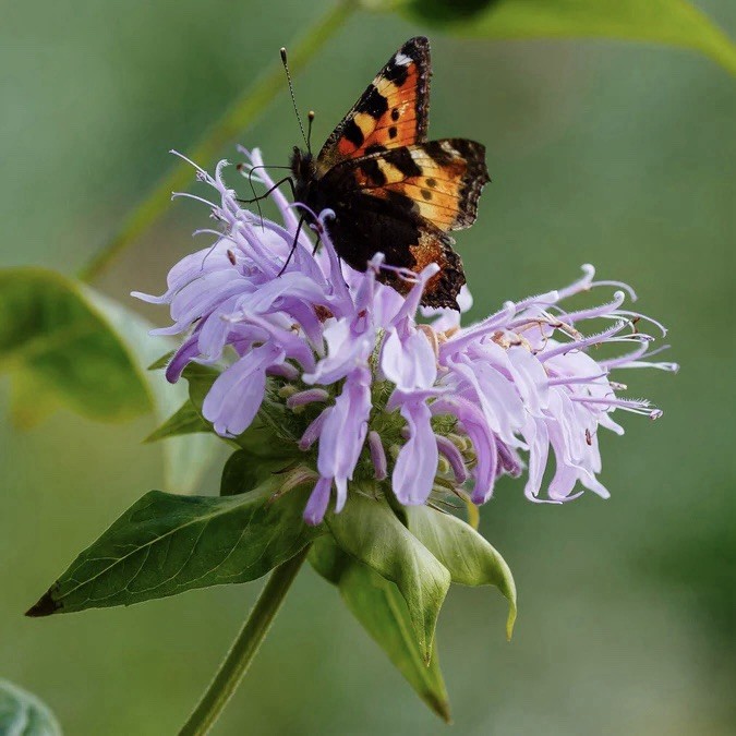 3000 BEE BALM WILD BERGAMOT SEEDS -Beneficial Bees Hummingbirds Non-GMO