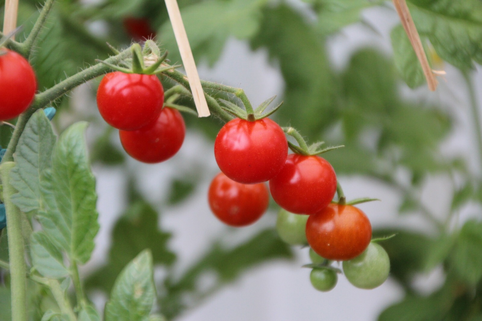 20 Heirloom Seeds-Little Sweetie Tomato – Fresh Eating- Freezing- Sweet Flavor