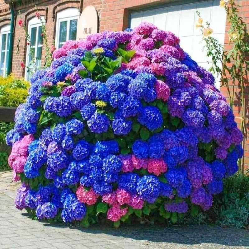 30pcs Blue Pink Purple Hydrangea Seeds – Stunning and Resilient Perennial Flower