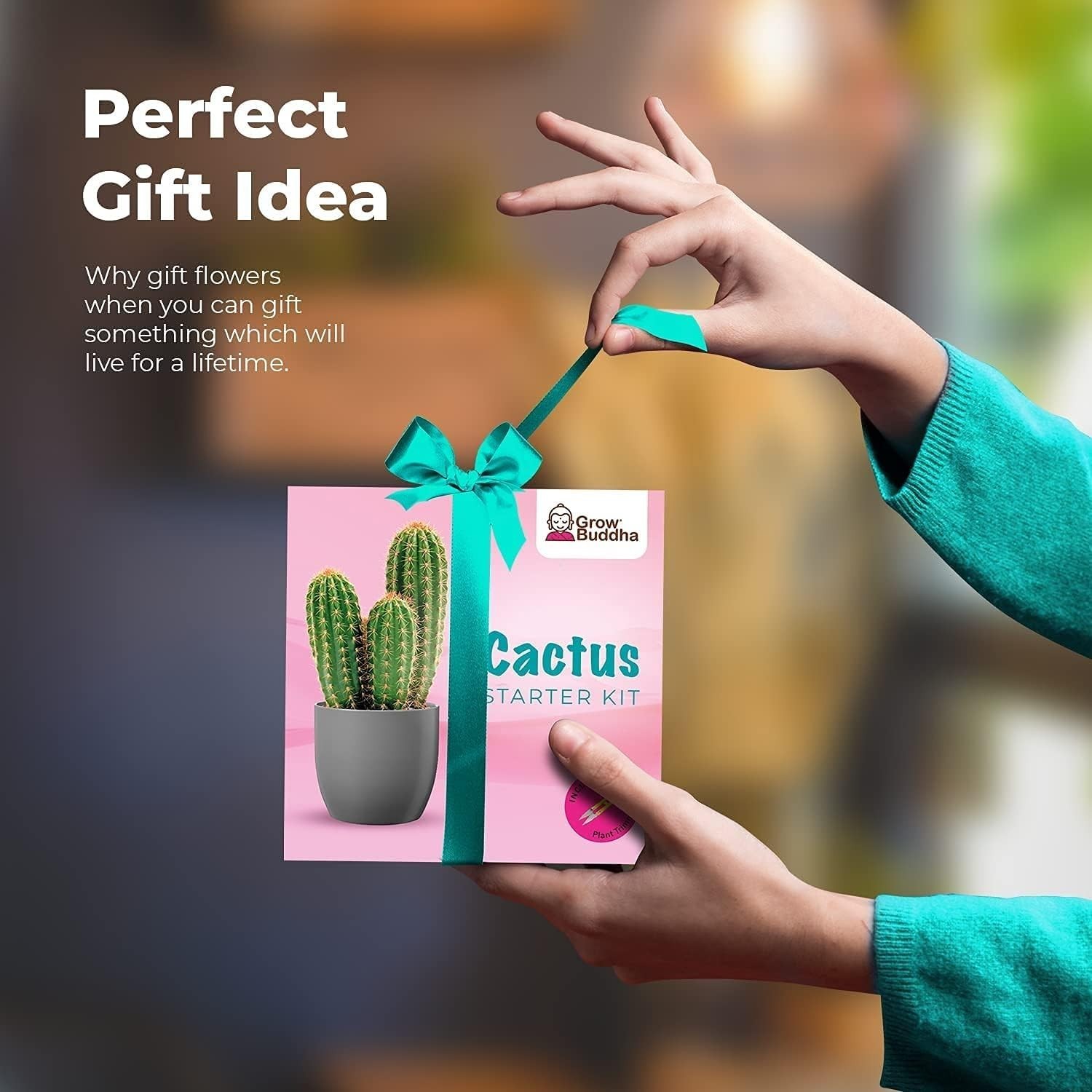 Cactus Kit Grow Your Own Cactus Seeds Starter Kit | Plants, Seeds & Bulbs | E…