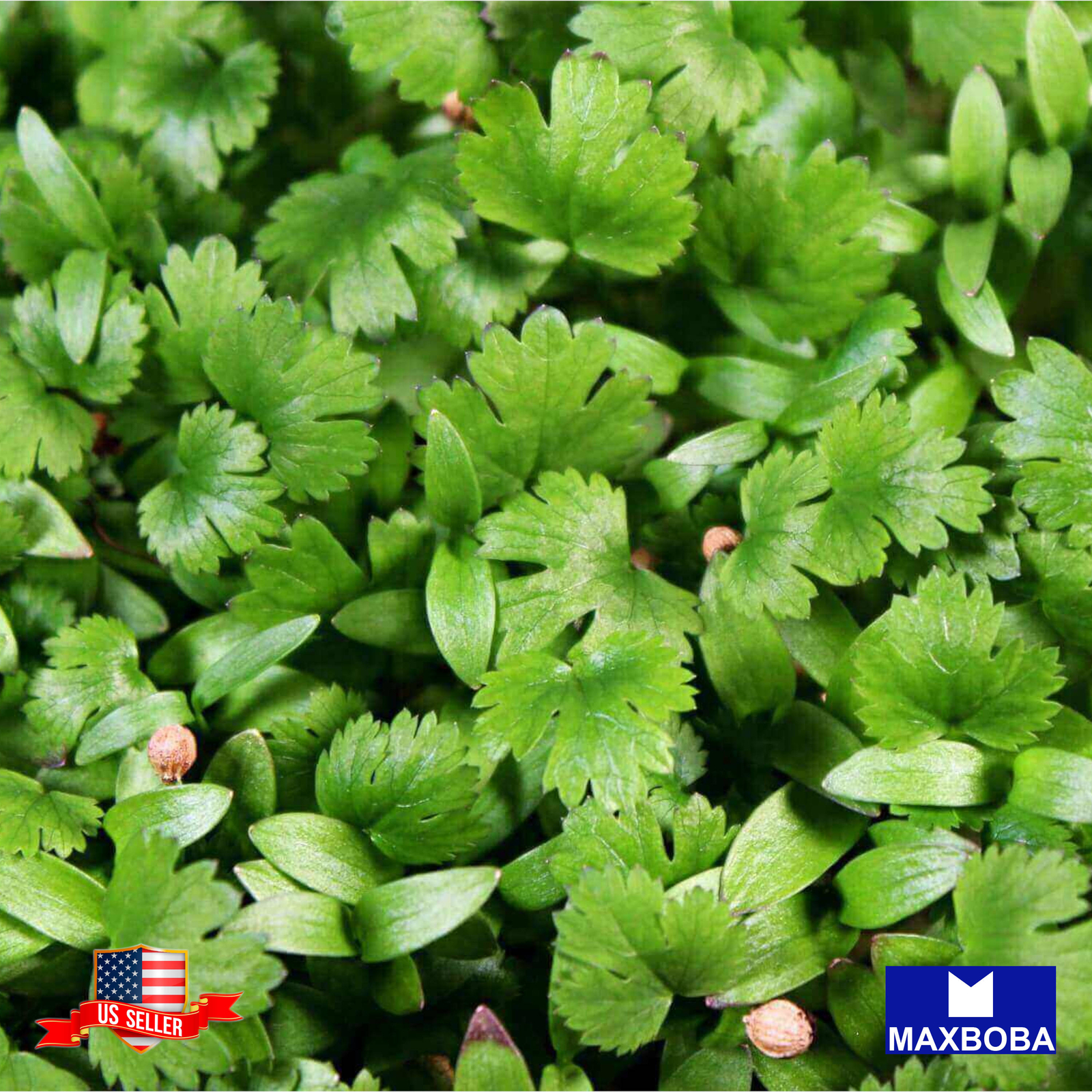 Parsley Microgreens 7200 Seeds – Plain or Single Non-GMO Heirloom