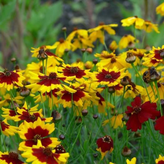 Wildflower Mix COUNTRY GARDEN All Colors Heirloom Cut Flowers Non-GMO 500+ Seeds
