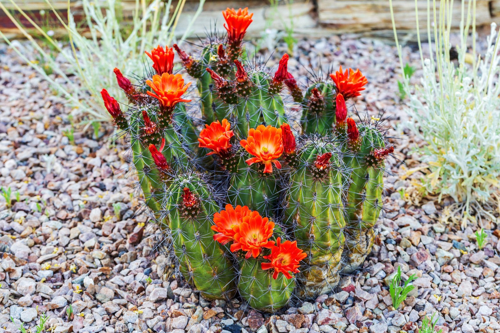 50 CACTUS MIX ‘FINEST MIXED’ Succulent Flower Seeds *Flat S/H