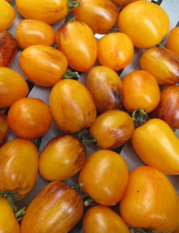 Golden Hour Micro Dwarf Tomato Seeds 10 Organic Seeds RARE *Free Shipping*