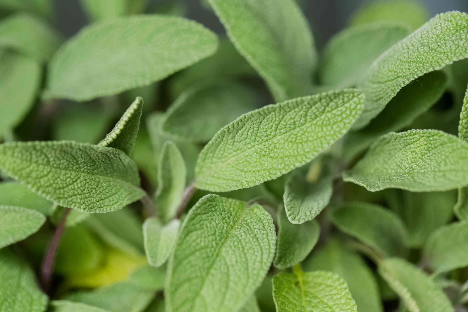 Sage Seeds | Organic | NON-GMO | Heirloom | Best seller