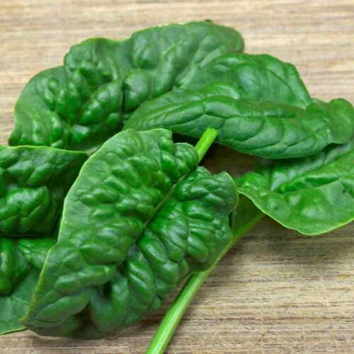 100 ++ SPINACH SEED, BLOOMSDALE LONG STANDING, HEIRLOOM, ORGANIC, NON GMO