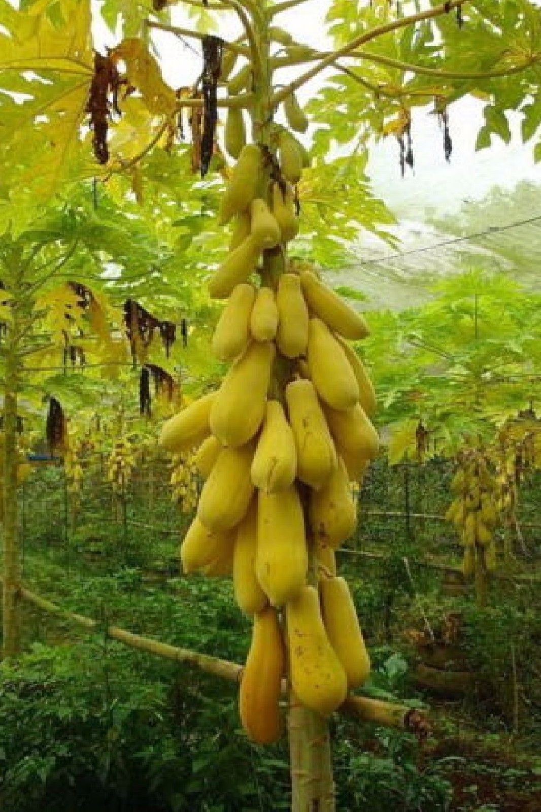40 Golden Papaya Seeds – Sweet Tropical Fruit Tree – Fast Growing Exotic Plant