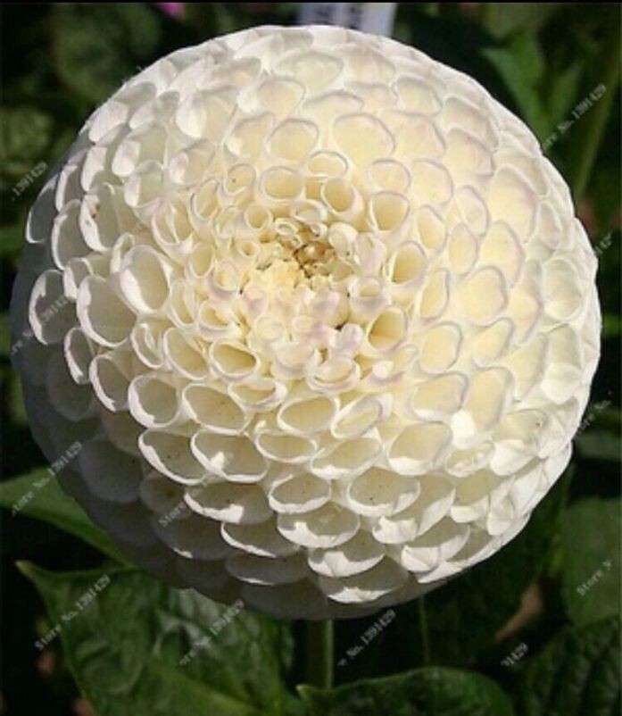US-Seller Rare Beautiful Perennial Dahlia Flowers Seeds 20PCS Mix Color.