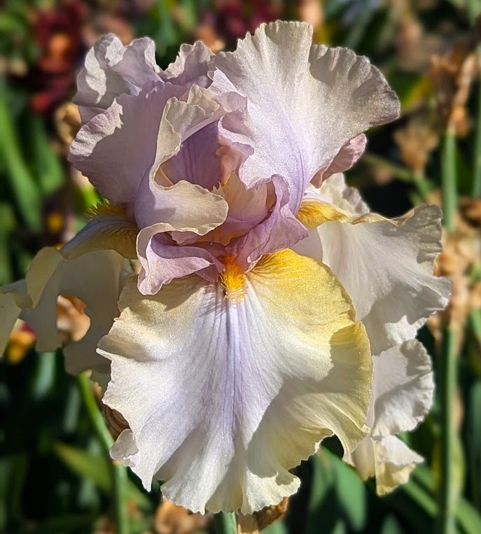 Desert Lullaby’ ﻿ TB Bearded Iris Rhizome PRE-SALE to Ship Aug/Sept