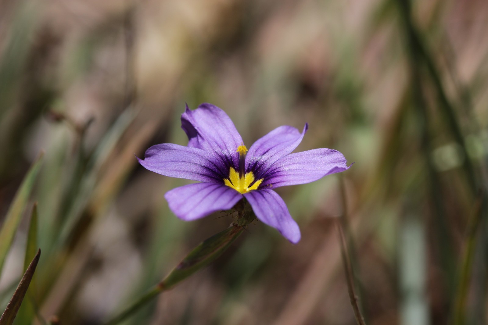 Western Blue Eyed Grass Seeds – California Native Flower – Sisyrinchium bellum