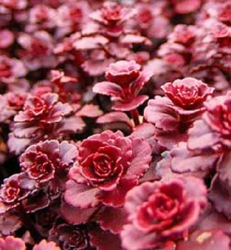 50+ Sedum Dragon’s Blood Flower Seeds / Perennial