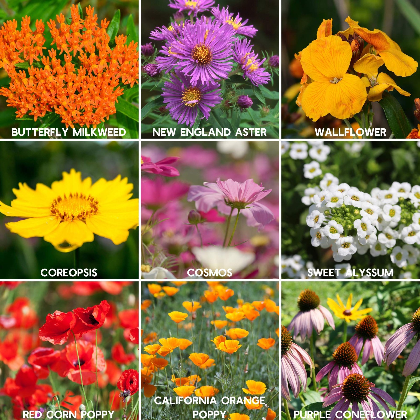 Wildflower Seeds Bulk, 2 Oz. 80,000+ Seeds – Save the Bees Mix with 19 Non-GM…