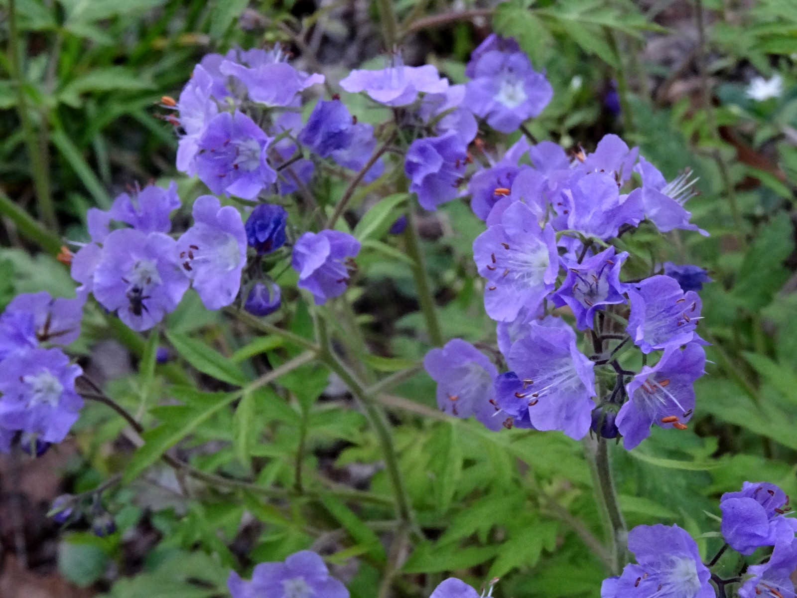 Phacelia bipinnatifida Fernleaf Phacelia Native biennial 20 seeds from 2025 RARE