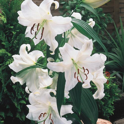 2 – CASA BLANCA ORIENTAL LILY Flower Bulbs – Perennial Eye Catching Blooms