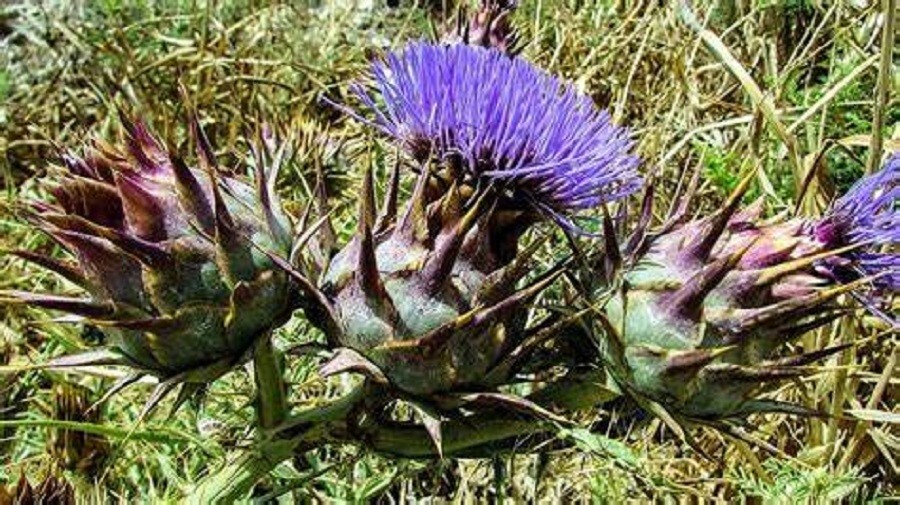 Cardoon Seeds