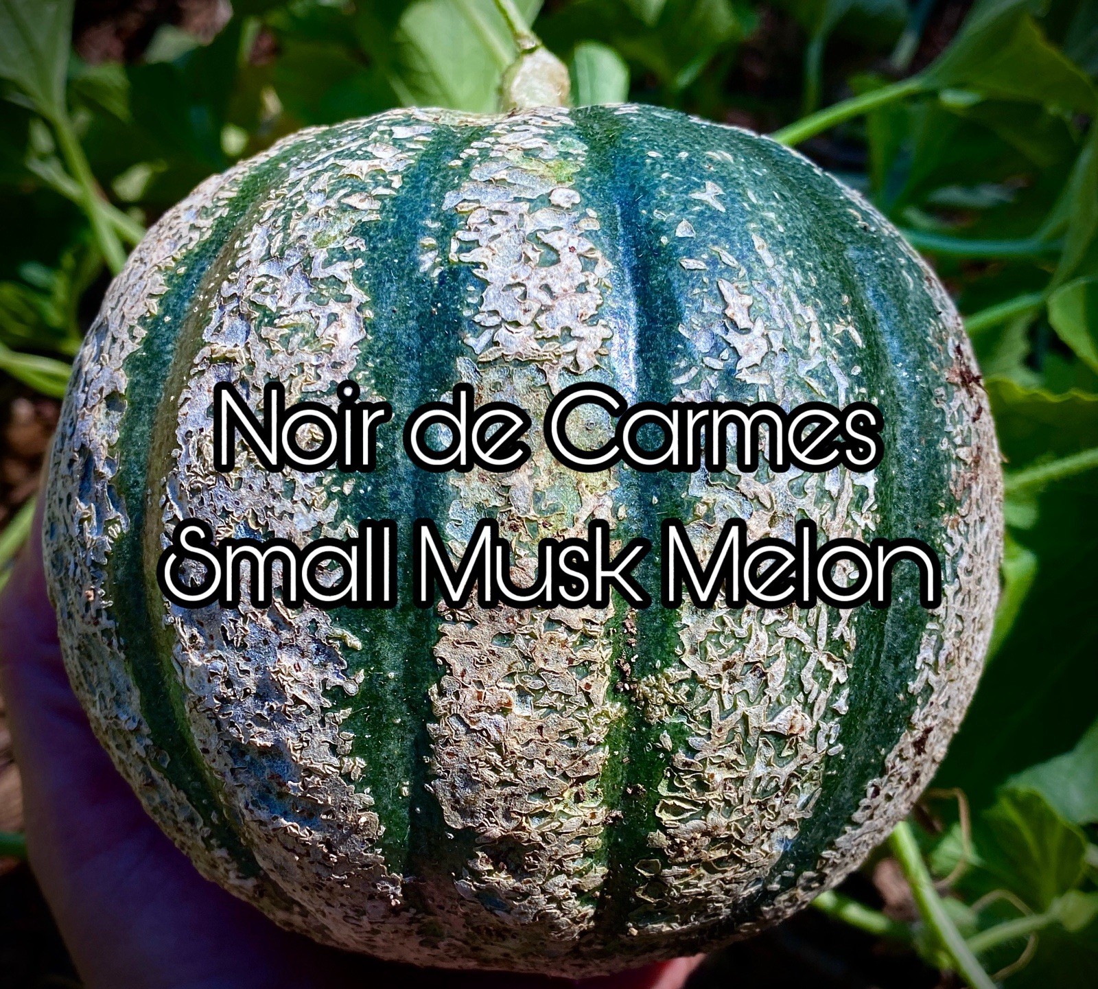 Squash & Melon 400 Seed Collection Casaba Delicata Honeydew Butternut Sharlyn