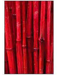 Red Bamboo Seeds ~ Fountain ~ Privacy Climbing ~ Cyrtostachys Renda Tree ~