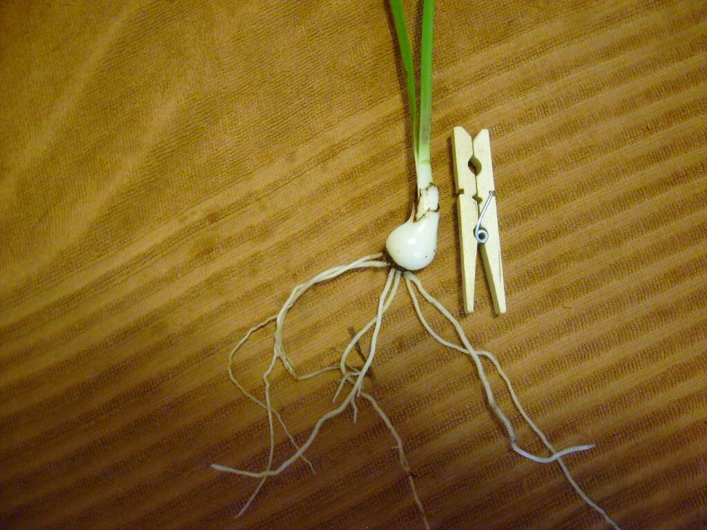 1 cross pollinated amaryllis Hippeastrum Dainty X Rilona small bulb 6-12 cm