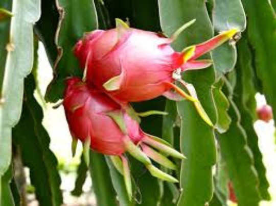 DRAGON FRUIT SEEDS, 30 Seeds, Pitaya, Cactus Plant with Edible Fruit, Organic