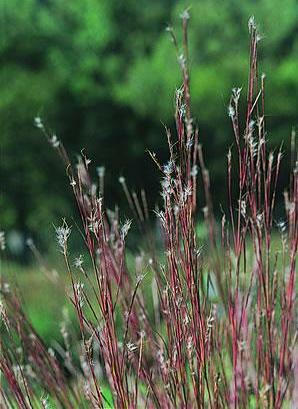 Andropogon scoparius UltraClean 2,000 seeds