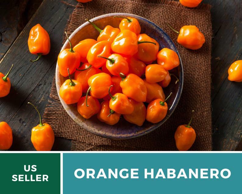 Pepper, Habanero Orange – 30 Seeds – Easy to Grow – Heirloom – GMO Free
