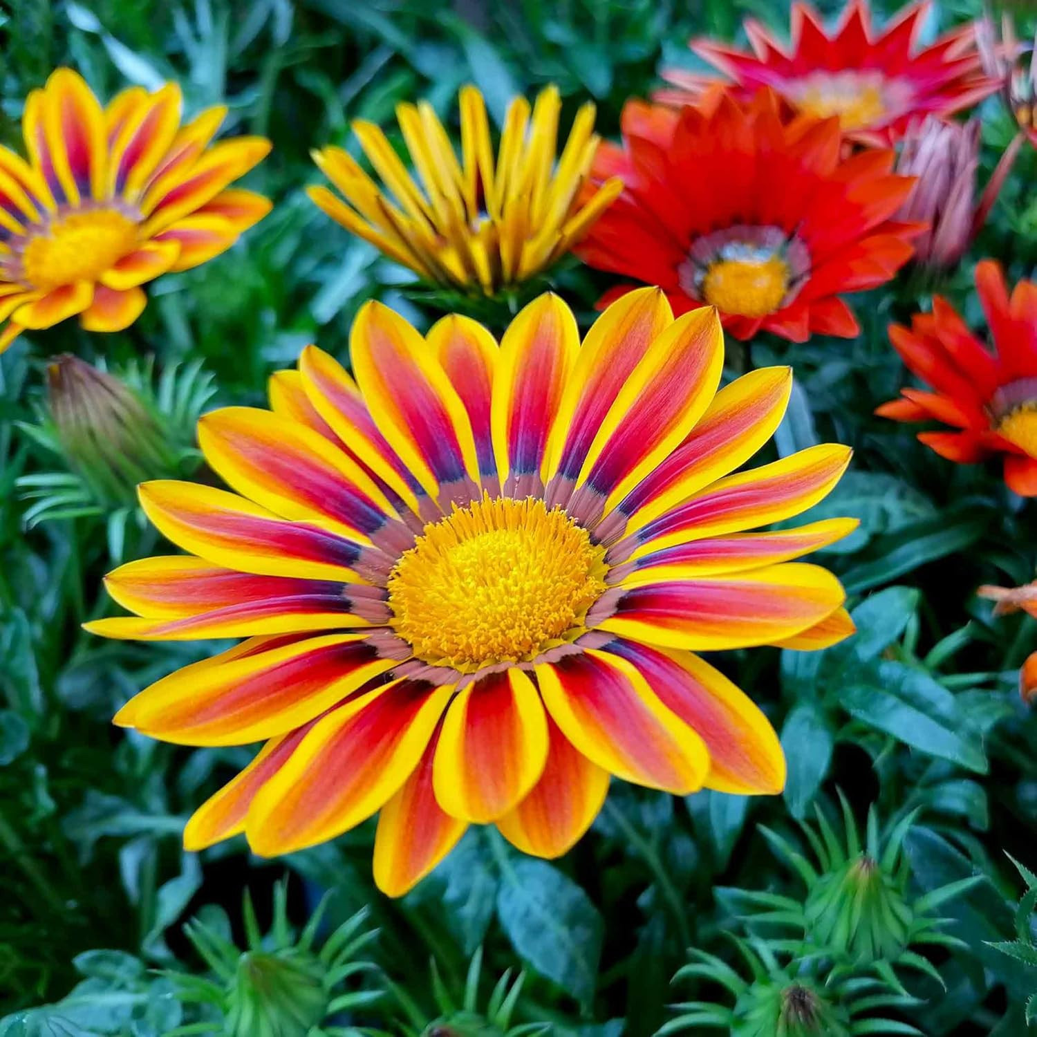 300 Gazania Seeds Mix Heat & Drought Tolerant Garden Flower & Ground Cover Plant