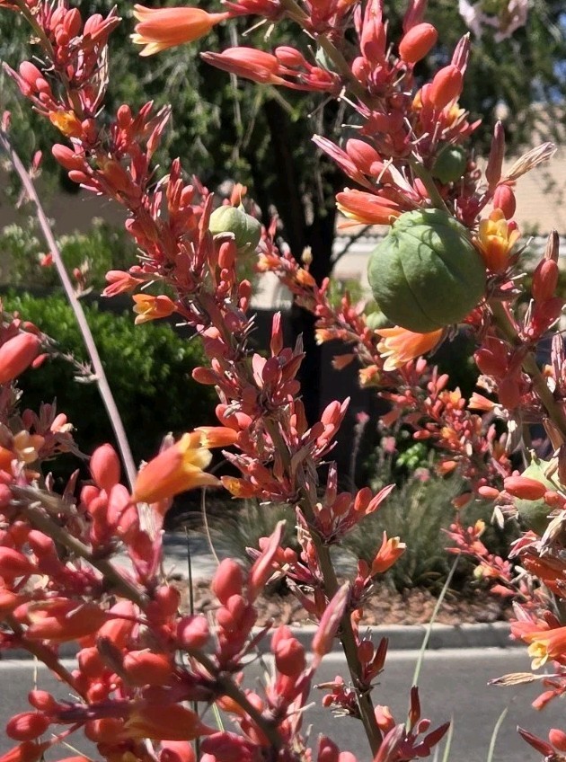 Giant Hesperaloe Funifera, False Yucca, Red / Pink Flowers (40, 2025 Seeds)