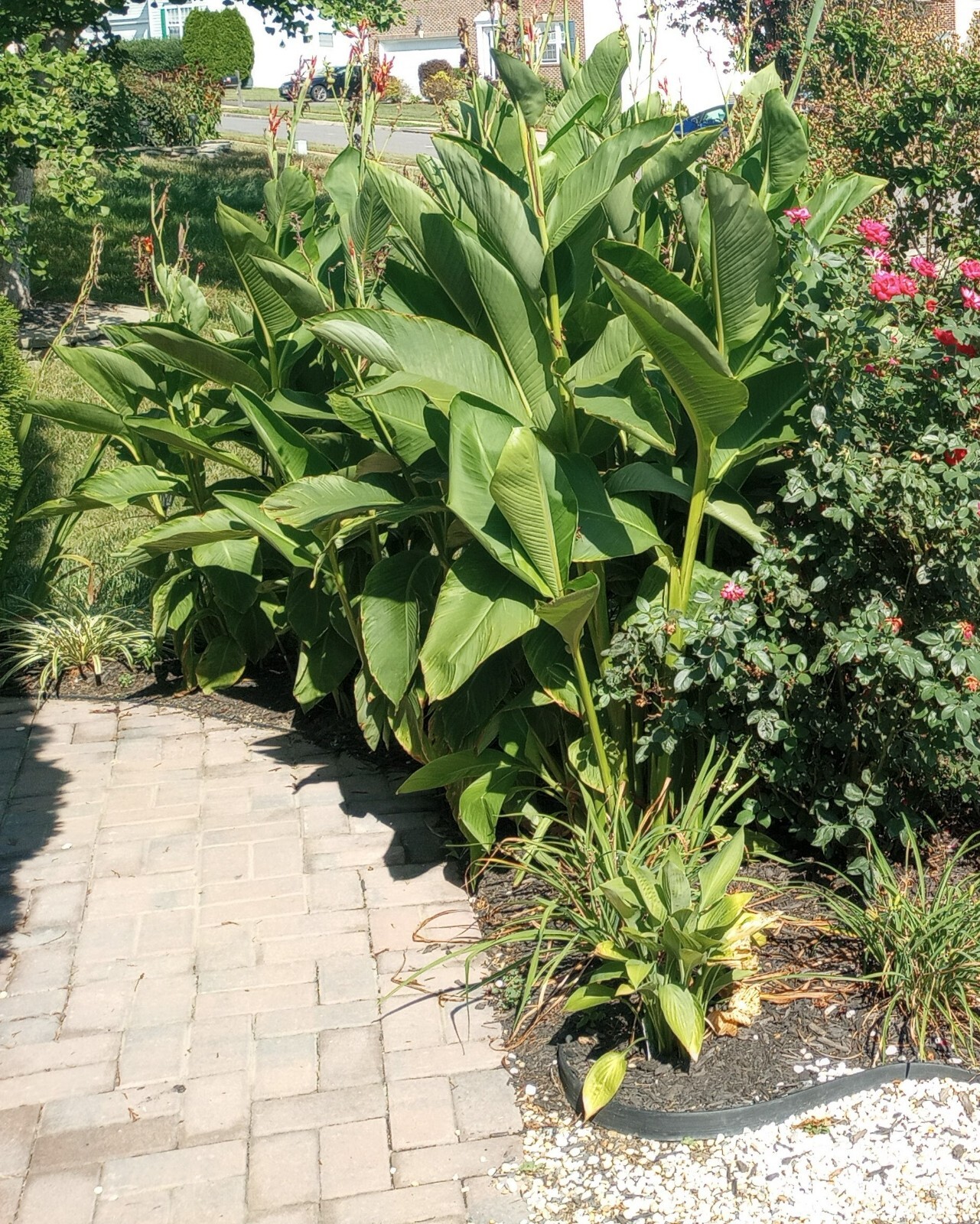 1 Red Canna Lily bulb Rhizome 6 feet large green leaves deer resistant