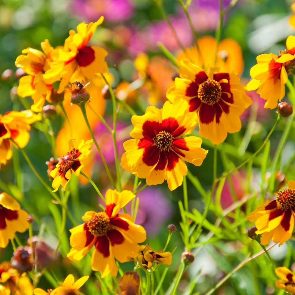 1 LB Plains Coreopsis Drought Tolerant Xeriscape Wild Flower Seeds