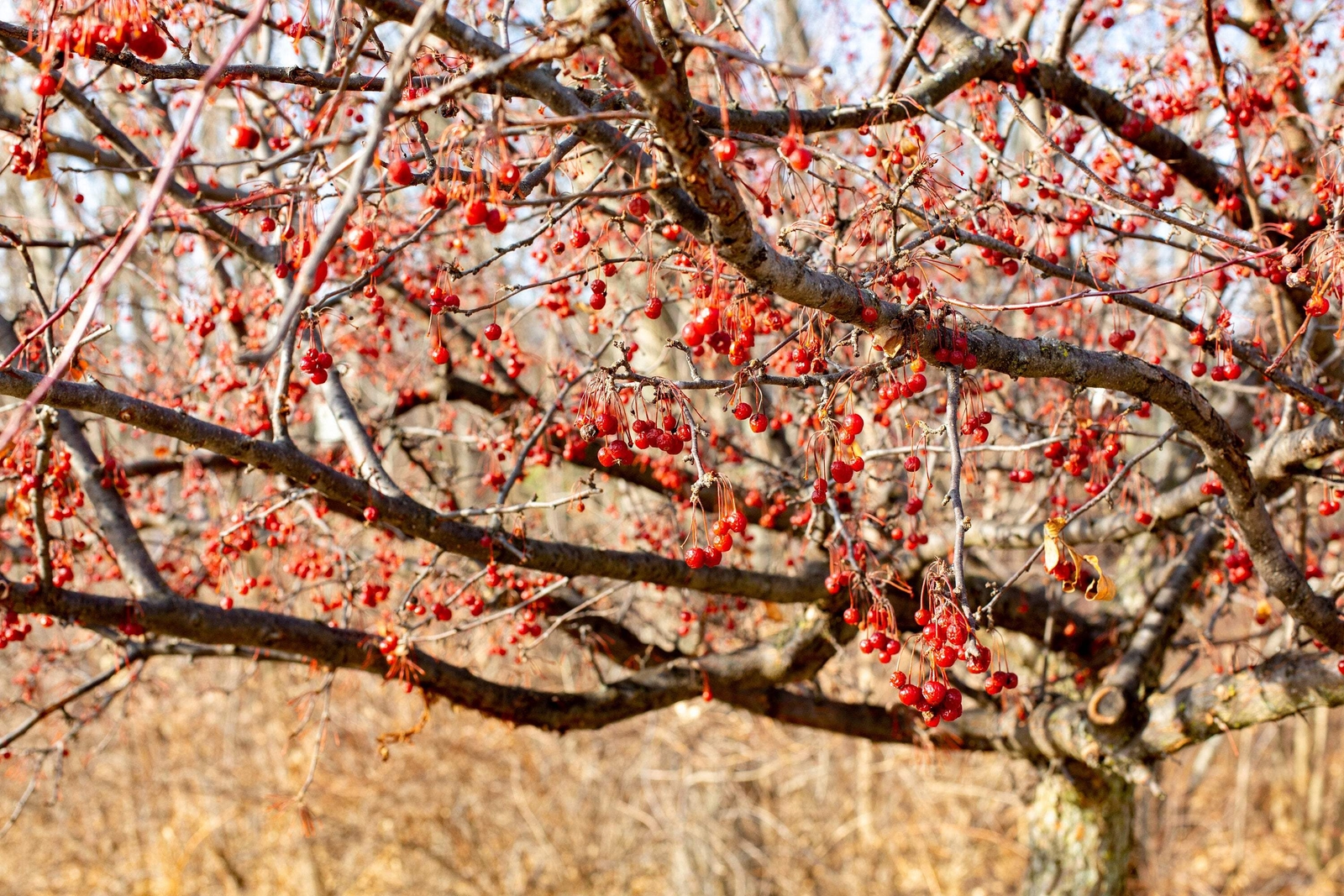 20 AMERICAN HIGHBUSH CRANBERRY Viburnum Trilobum Red Fruit White Flr Shrub Seeds