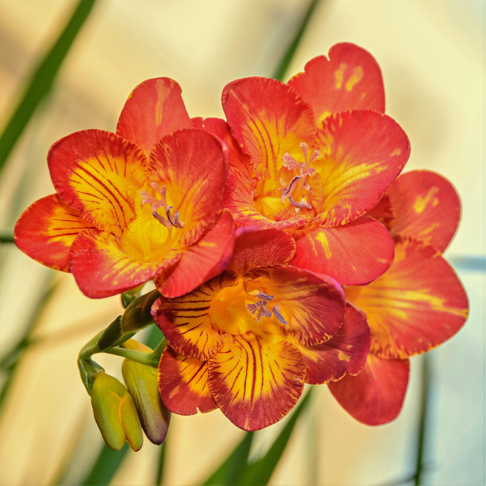 Easy to Grow Freesia Single Bicolor 15 Plant Bulbs, Spring Flowers Zones 9-11
