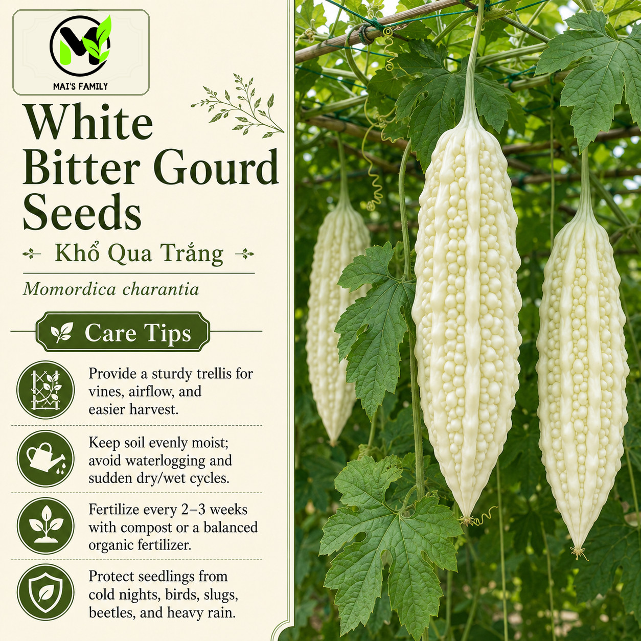White Skin Bitter Gourd seeds, Heirloom, Asian Vegetable by Mai’s Family