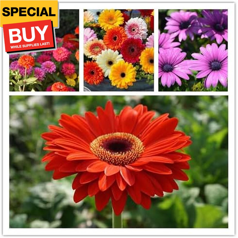 Wildflower Seeds, Perennial Annual Wild Flower Seeds Mixed for Planting (2 Ounce