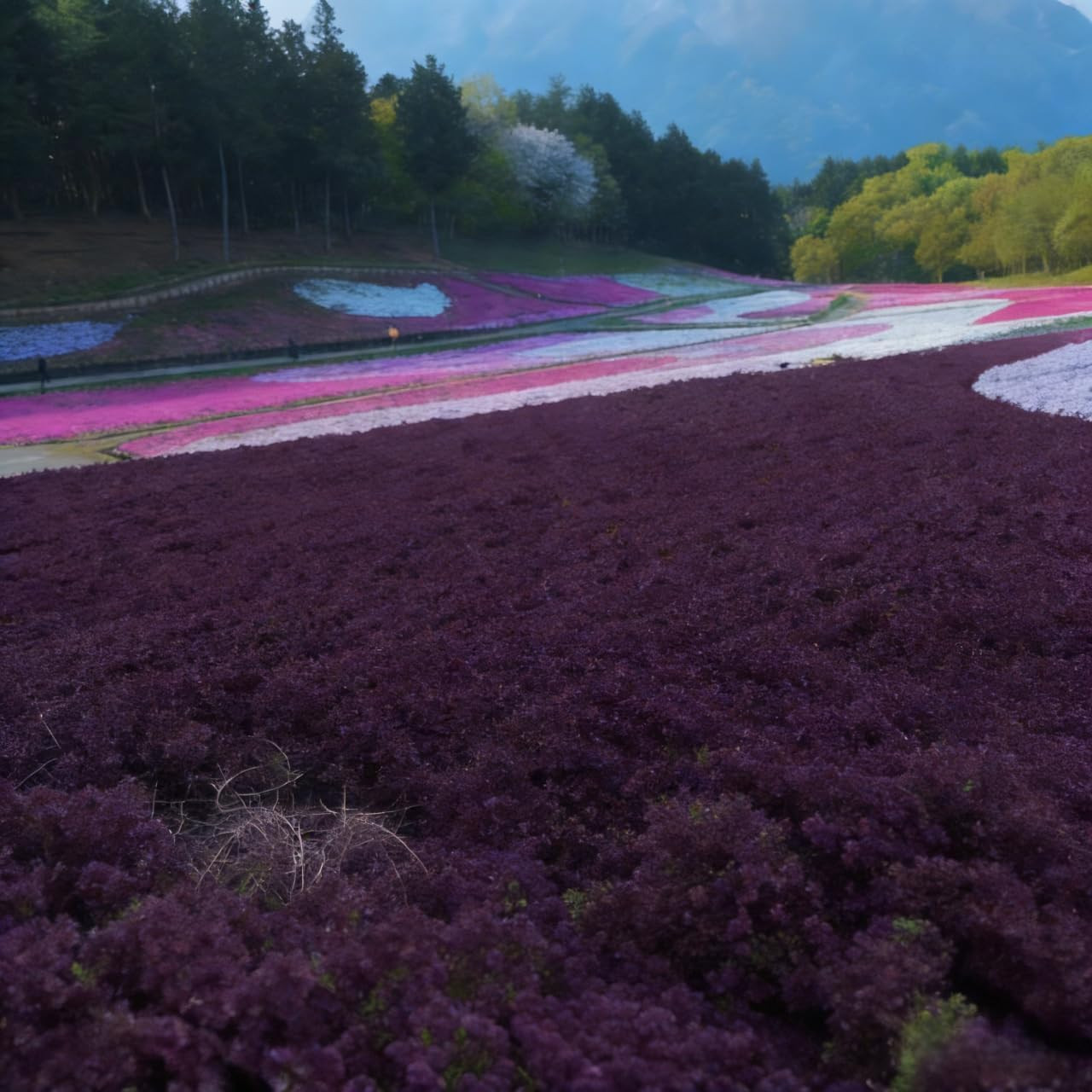 19,800+ Creeping Thyme Seeds for Planting – Non-Gmo Perennial Thymus Serpyllum G