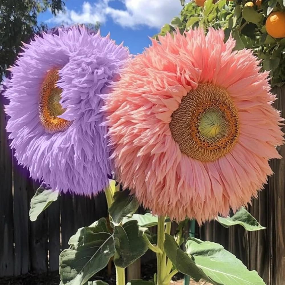 800pcs Teddy Bear Sunflower Seeds for Planting Giant Teddy Bear Sun Flower Se…