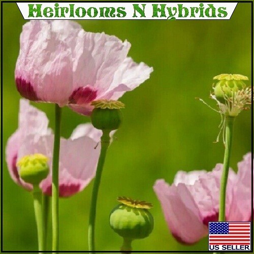 20,000 Turkish Papavaer Somniferum Poppy Seeds For Planting Growing 2025 Harvest