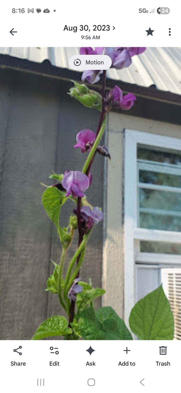 Purple Hyacinth Bean Vine 20. Seeds. 2025 Harvest