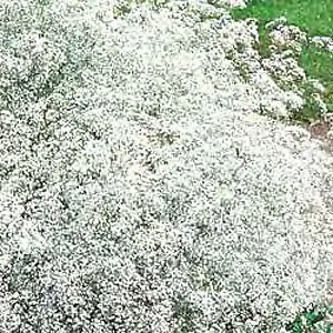 Gypsophila paniculata Double Snowflake 2,000 seeds