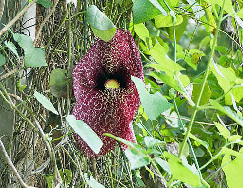 Aristolochia elegans | Elegant Dutchman’s Pipe | Calico Flower | 40 Seeds