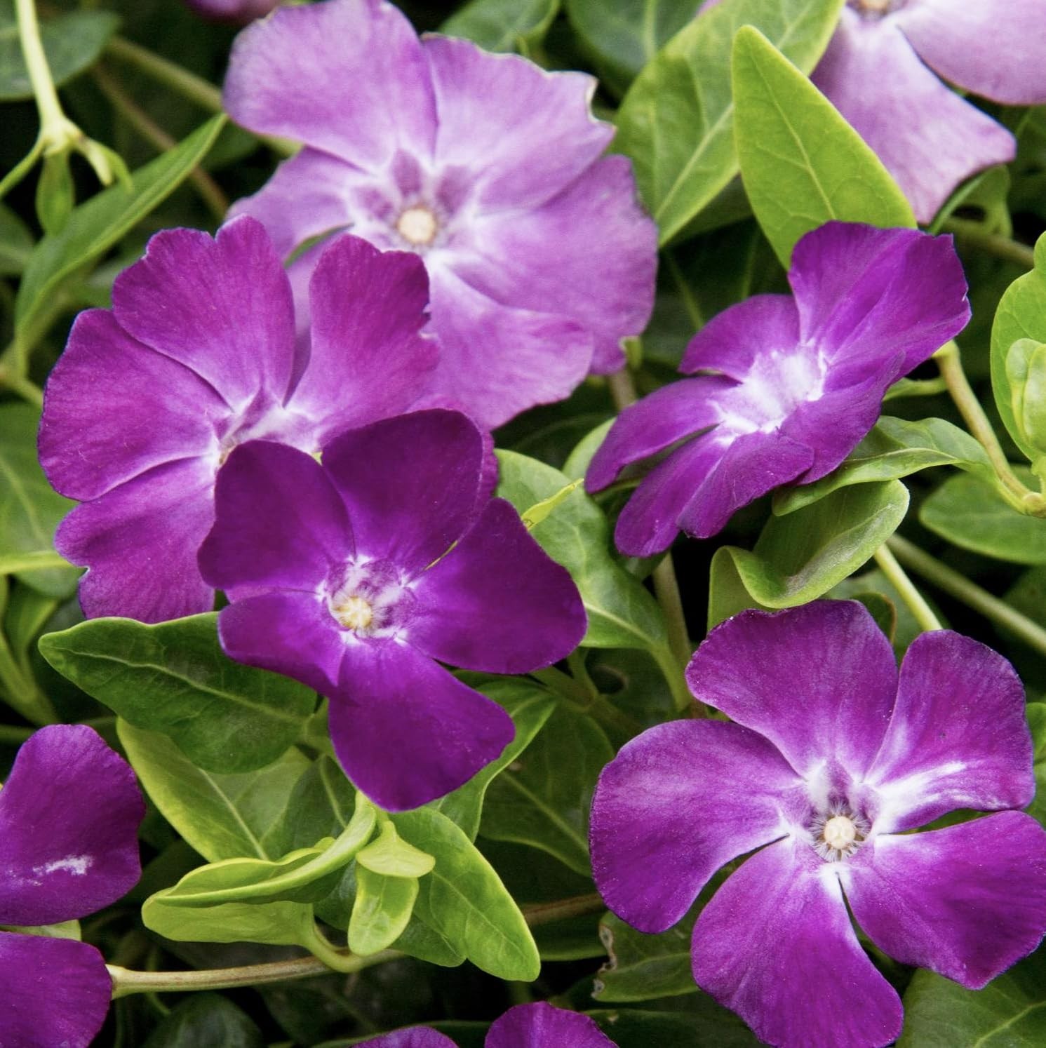 1000+ Non-GMO Perennial Vinca Periwinkle Seeds for Ground Cover Planting