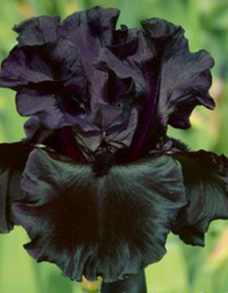 One Of The Most Beautiful Bearded IRIS Rhizome Nearly Black RARE/Reblooming