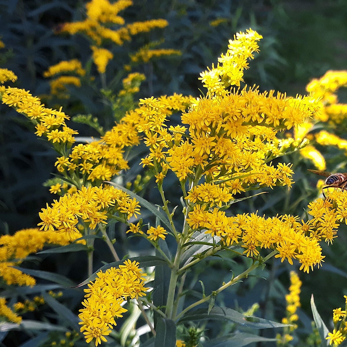 2000 Old Field Goldenrod Wildflower Seeds – Everwilde Farms Mylar Seed Packet