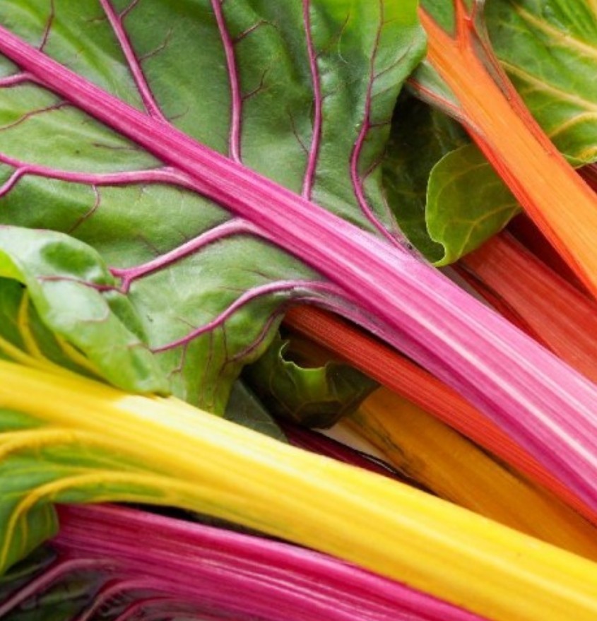 150+ Rainbow Swiss Chard Seeds **Fresh Seeds** ~~Free Shipping~~