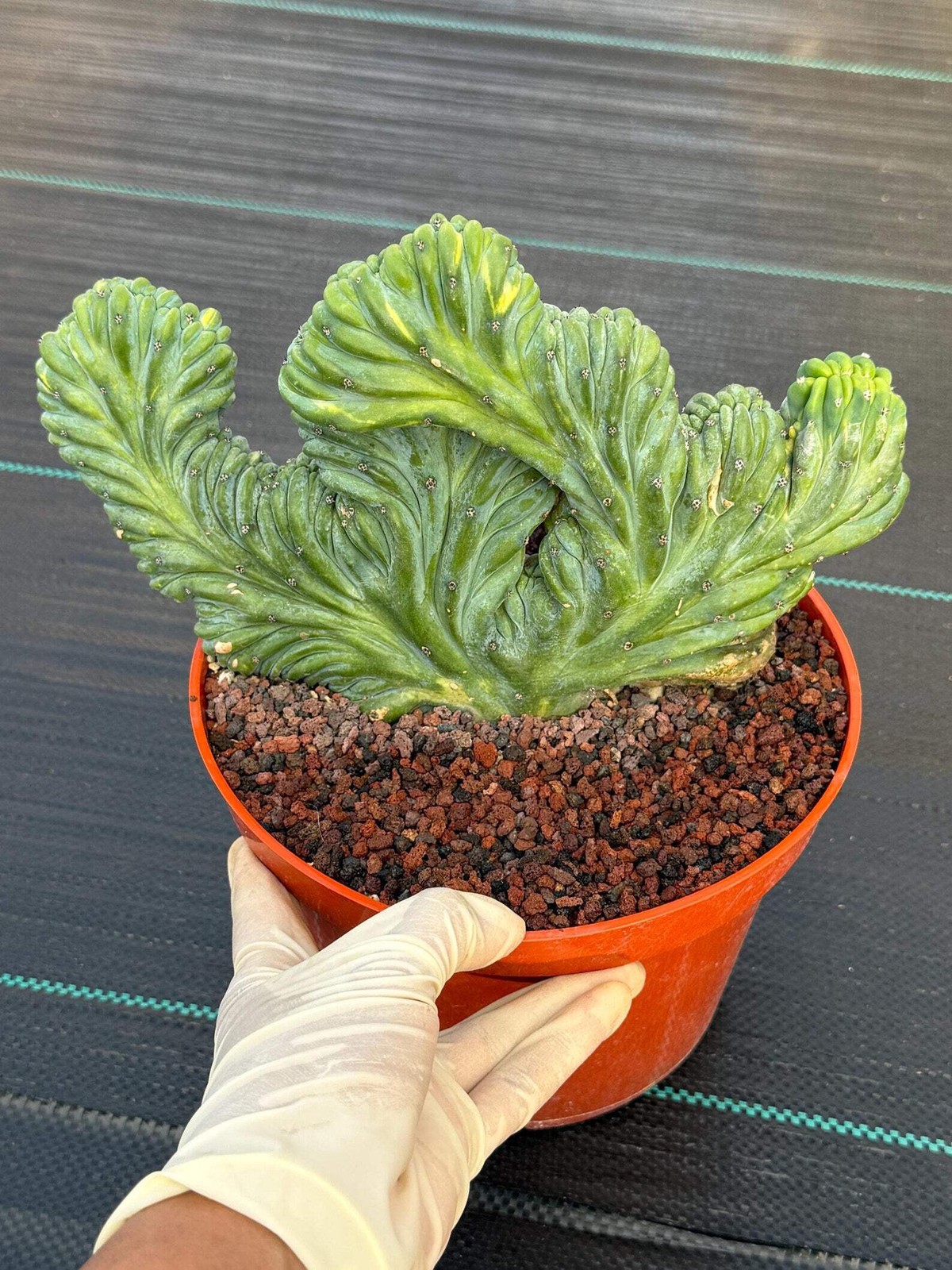 Variegated Crested Blue Myrtle Cactus – Rare Fan-Shaped Specimen | Collector’s P